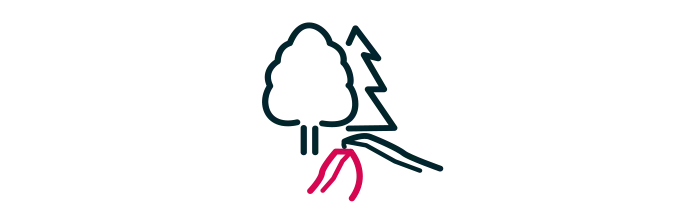 Visiter la forêt de Camors